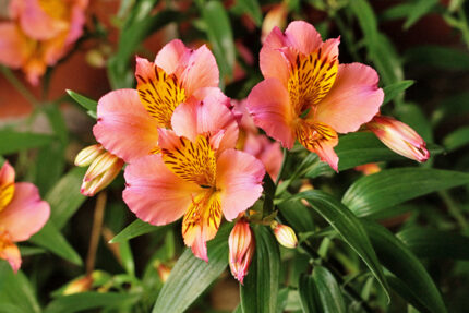 ALSTROMERIA x4 Cod.8491X