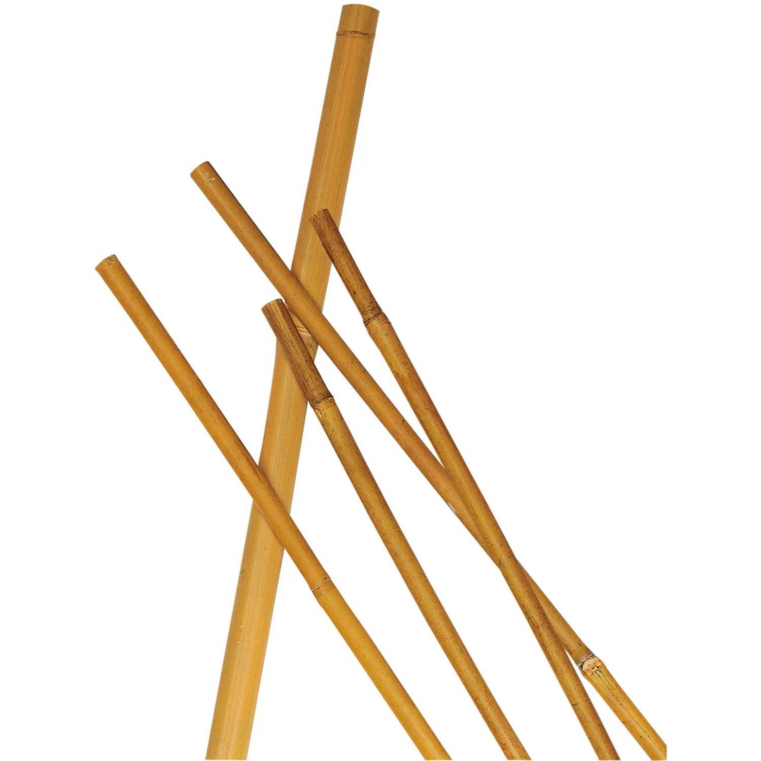 CANNA BAMBOO H. 75 D. 8/10 PZ. 10 CANNA BAMBOO H. 75 D. 8/10 PZ. 10