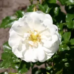 CESPUGLIO di ROSE DIAMANTE 35cm