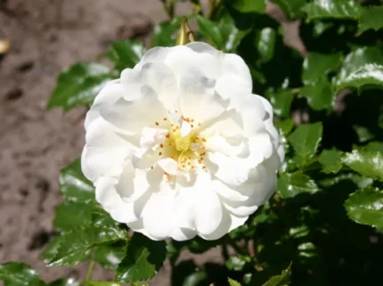CESPUGLIO di ROSE DIAMANTE 35cm