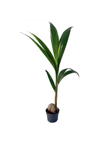 COCO LA PIANTA Piccolo