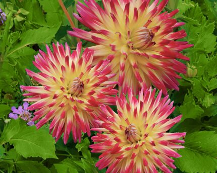 DAHLIA SELVATICA x2 Art.8490X