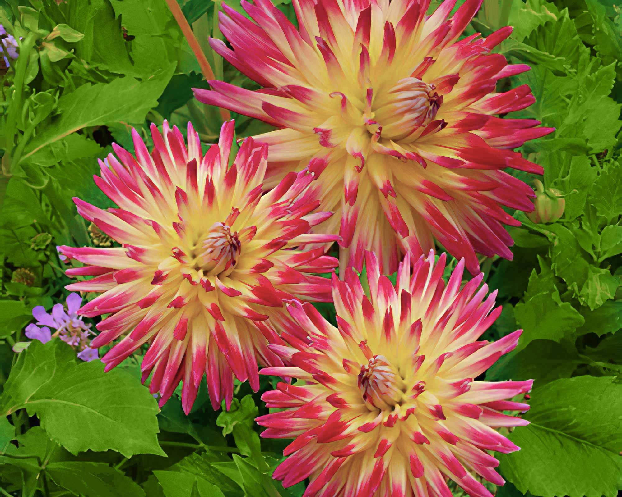 DAHLIA SELVATICA x2 Art.8490X DAHLIA SELVATICA x2 Art.8490X