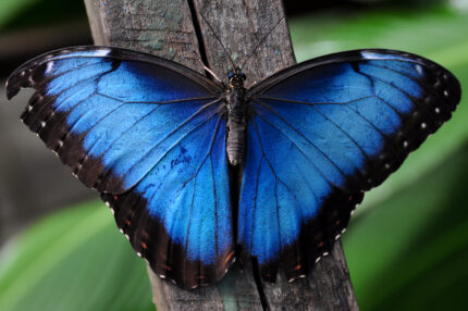FARFALLA