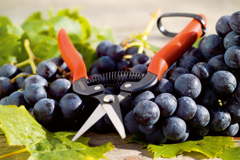 FORBICE SPECIALE VENDEMMIA 19