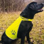 GILET x CANI KTH Giallo Fluo Tg.L