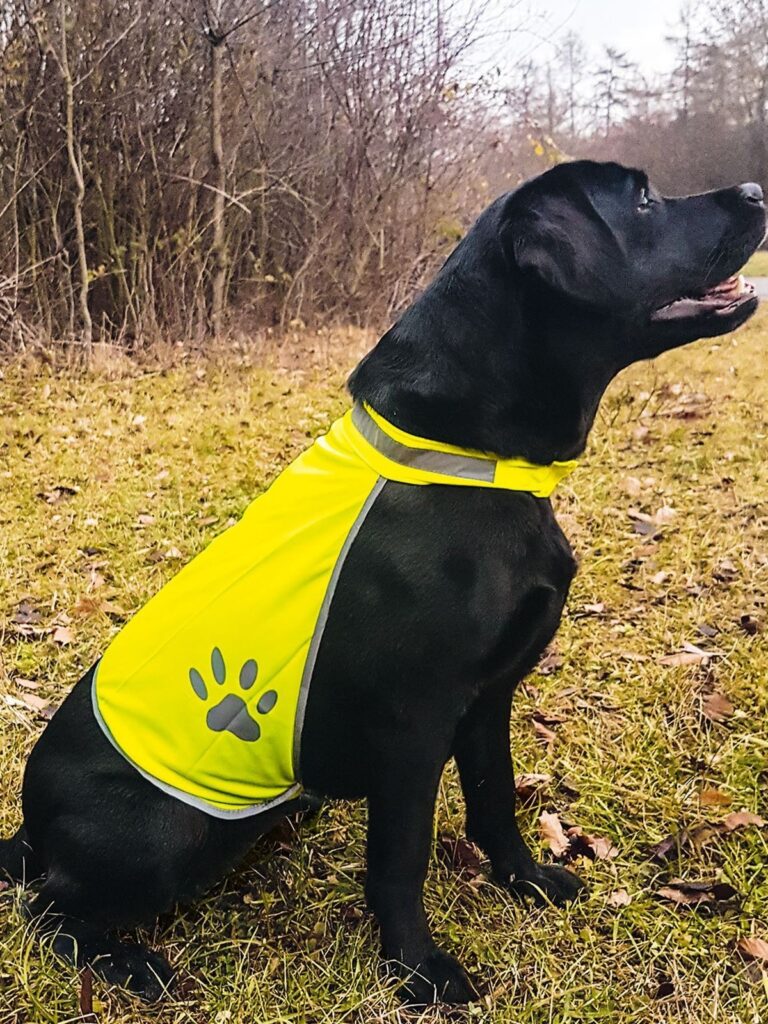 GILET x CANI KTH Giallo Fluo Tg.L