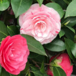 ORCHIDEA CAMELIA ROSE Cod.8621X