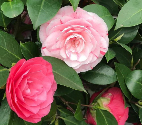 ORCHIDEA CAMELIA ROSE Cod.8621X ORCHIDEA CAMELIA ROSE Cod.8621X