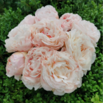 PEONIA Rosa MAZZO H.57 D.33cm Cod.9857X