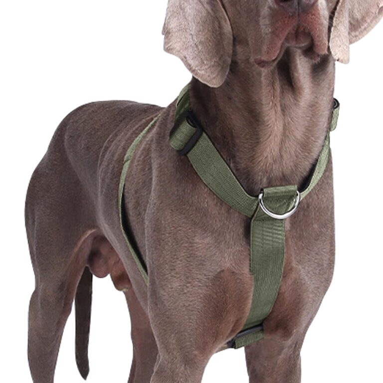 PETTORINA CHAMPION Medium Verde O.