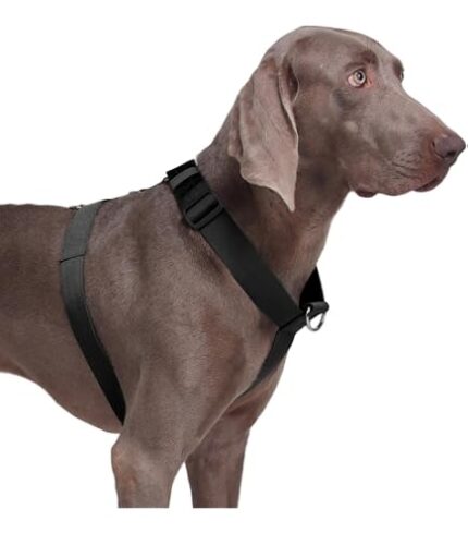 PETTORINA CHAMPION XL Grigio Scuro