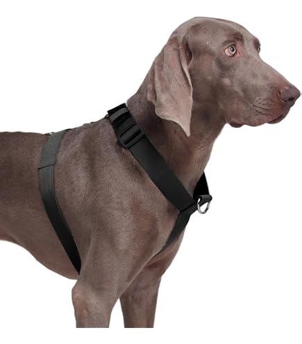 PETTORINA CHAMPION XL Grigio Scuro PETTORINA CHAMPION XL Grigio Scuro