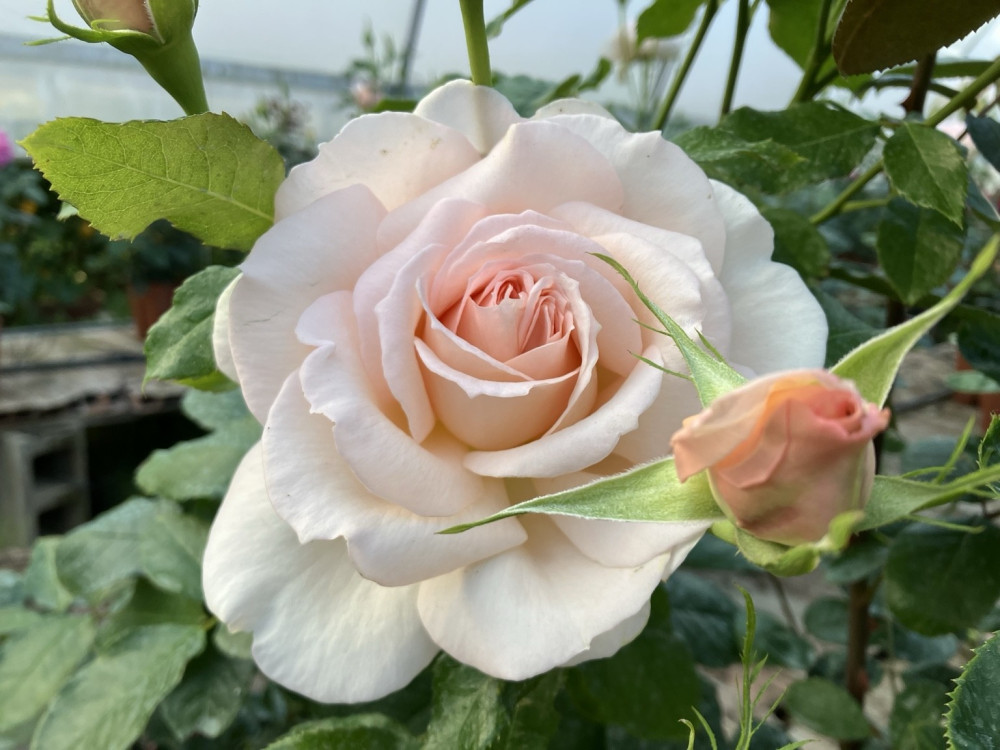 ROSA SWEET H.52 D.9cm Cod.9372X ROSA SWEET H.52 D.9cm Cod.9372X