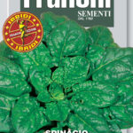SPINACIO SCENIC F.1 gr 100 Franchi